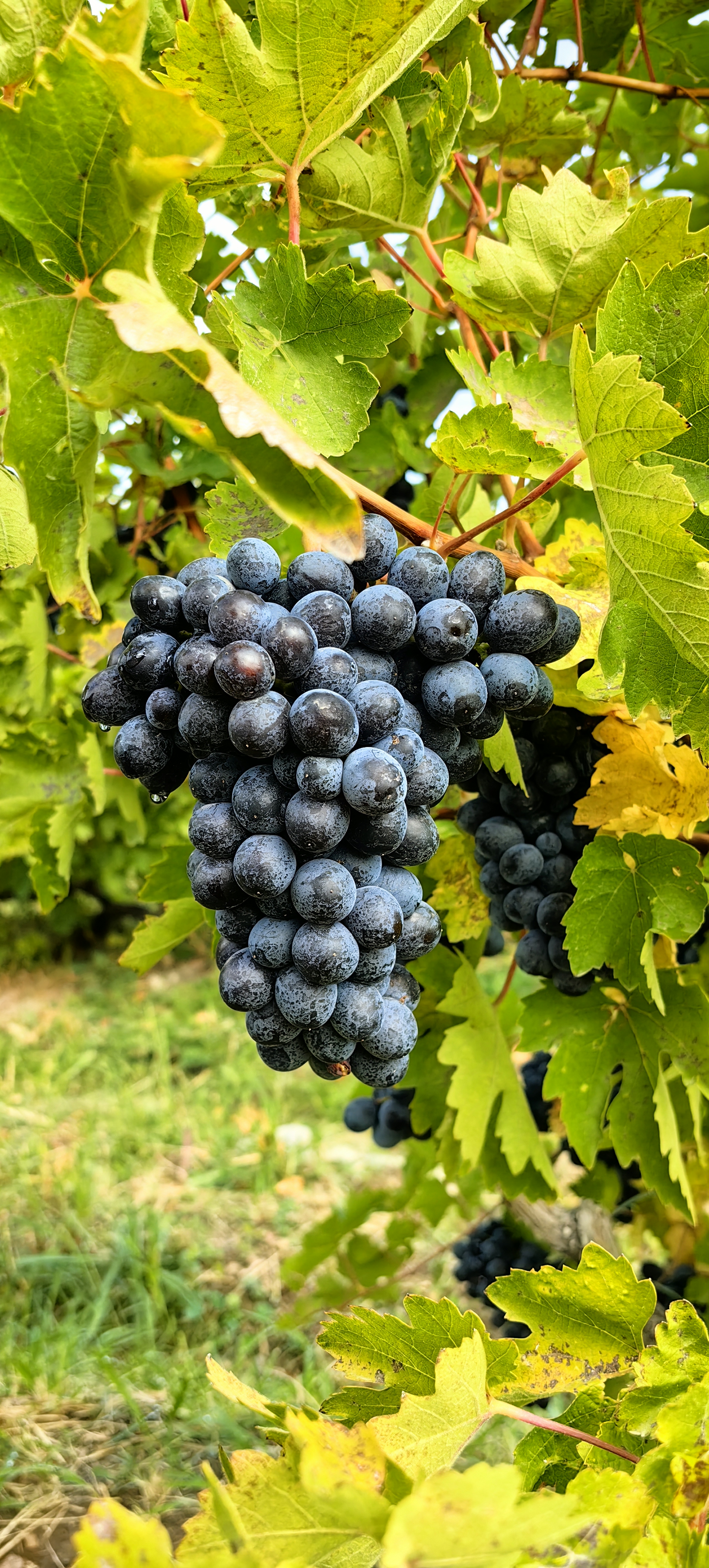 Կարմիր գինի