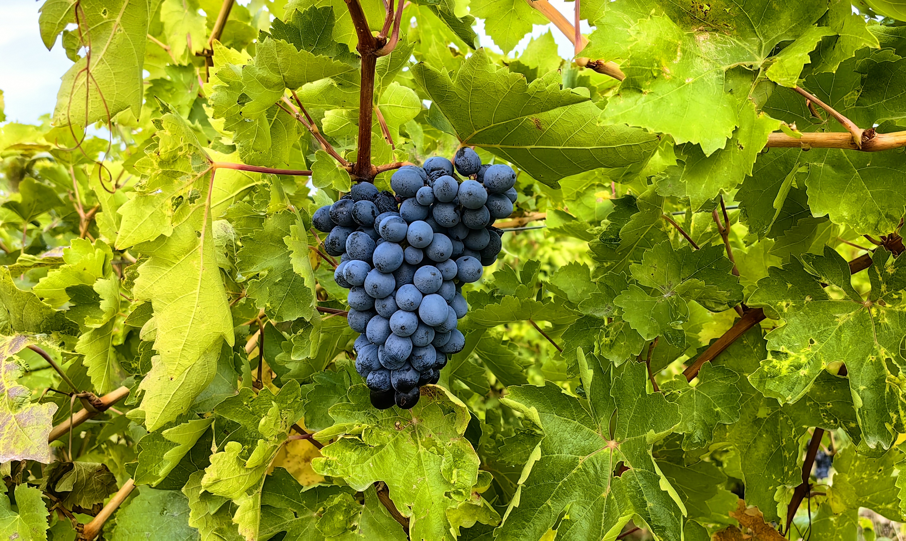Վարդագույն գինի